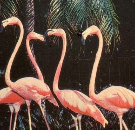 Duvin loyalty program, the filthy flamingo surf gang is now live. 